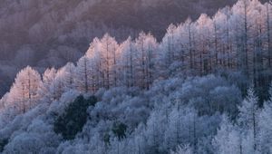 Preview wallpaper trees, forest, frost, winter, cold