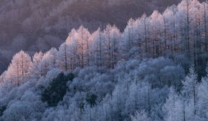 Preview wallpaper trees, forest, frost, winter, cold