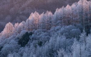 Preview wallpaper trees, forest, frost, winter, cold