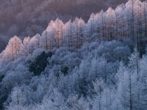 Preview wallpaper trees, forest, frost, winter, cold