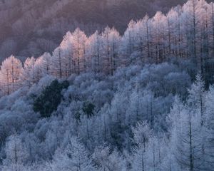 Preview wallpaper trees, forest, frost, winter, cold