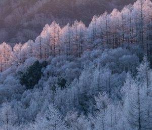 Preview wallpaper trees, forest, frost, winter, cold