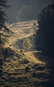 Preview wallpaper trees, forest, glade, landscape, nature