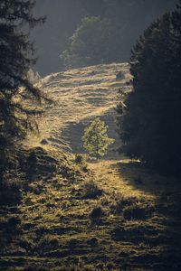 Preview wallpaper trees, forest, glade, landscape, nature