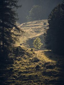 Preview wallpaper trees, forest, glade, landscape, nature