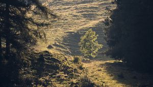 Preview wallpaper trees, forest, glade, landscape, nature