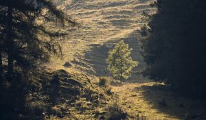 Preview wallpaper trees, forest, glade, landscape, nature