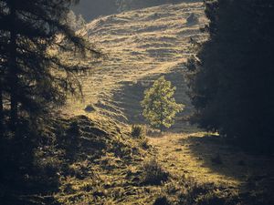 Preview wallpaper trees, forest, glade, landscape, nature