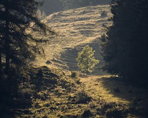 Preview wallpaper trees, forest, glade, landscape, nature