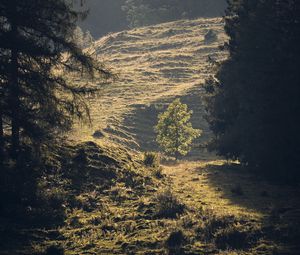 Preview wallpaper trees, forest, glade, landscape, nature