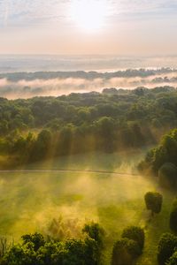 Preview wallpaper trees, forest, glade, light, landscape