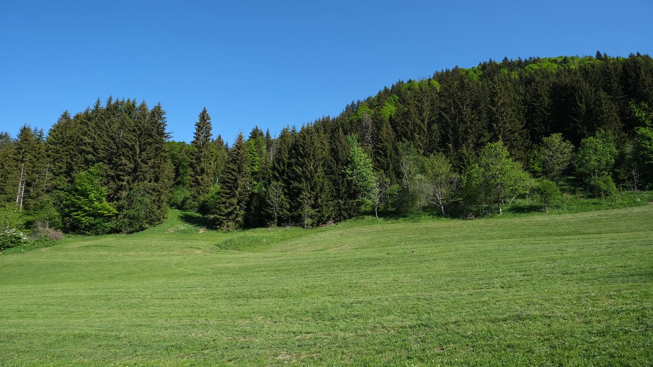 Wallpaper trees, forest, glade, landscape