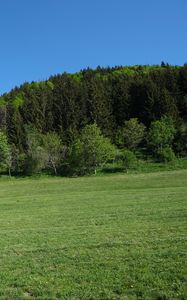 Preview wallpaper trees, forest, glade, landscape