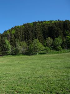 Preview wallpaper trees, forest, glade, landscape