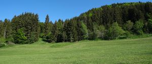Preview wallpaper trees, forest, glade, landscape
