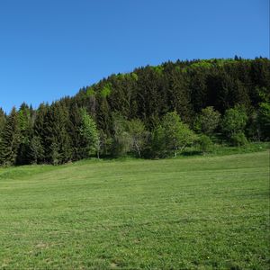 Preview wallpaper trees, forest, glade, landscape