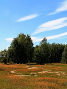 Preview wallpaper trees, forest, grass, autumn