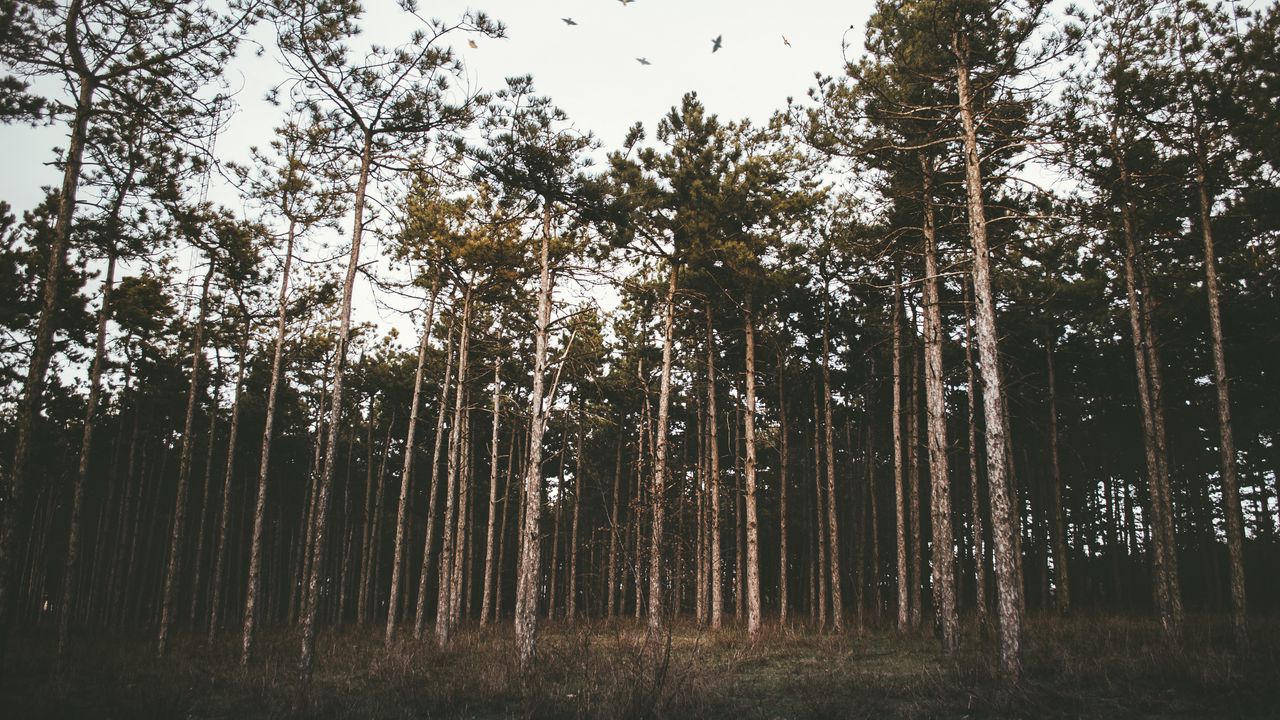 Wallpaper trees, forest, grass, evening