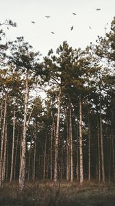 Preview wallpaper trees, forest, grass, evening