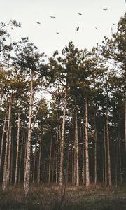 Preview wallpaper trees, forest, grass, evening