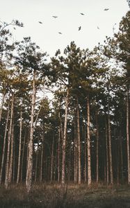 Preview wallpaper trees, forest, grass, evening