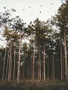 Preview wallpaper trees, forest, grass, evening