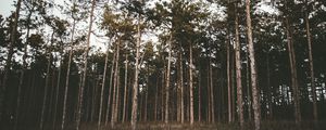 Preview wallpaper trees, forest, grass, evening