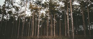 Preview wallpaper trees, forest, grass, evening