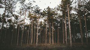 Preview wallpaper trees, forest, grass, evening