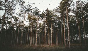 Preview wallpaper trees, forest, grass, evening