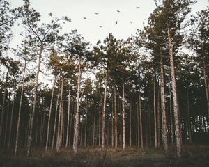 Preview wallpaper trees, forest, grass, evening