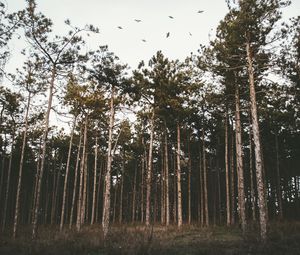 Preview wallpaper trees, forest, grass, evening