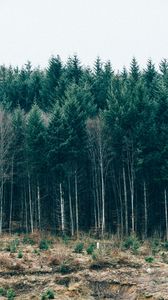 Preview wallpaper trees, forest, grass, sky, serbia