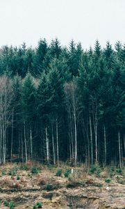 Preview wallpaper trees, forest, grass, sky, serbia