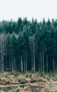 Preview wallpaper trees, forest, grass, sky, serbia