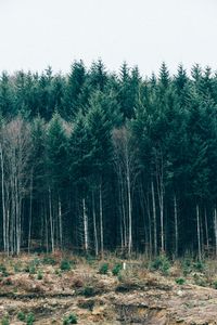 Preview wallpaper trees, forest, grass, sky, serbia