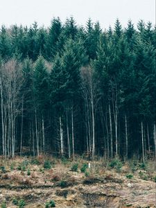 Preview wallpaper trees, forest, grass, sky, serbia