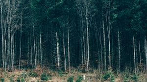 Preview wallpaper trees, forest, grass, sky, serbia