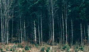 Preview wallpaper trees, forest, grass, sky, serbia