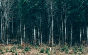 Preview wallpaper trees, forest, grass, sky, serbia