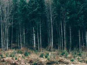 Preview wallpaper trees, forest, grass, sky, serbia