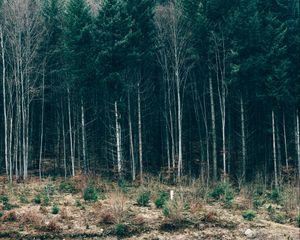 Preview wallpaper trees, forest, grass, sky, serbia