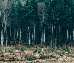 Preview wallpaper trees, forest, grass, sky, serbia