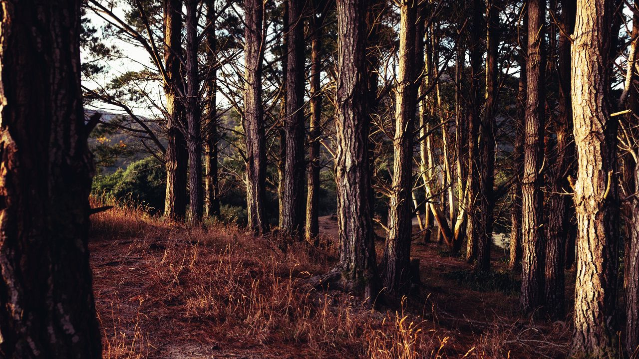 Wallpaper trees, forest, grass, sun rays