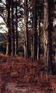 Preview wallpaper trees, forest, grass, sun rays