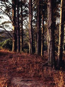 Preview wallpaper trees, forest, grass, sun rays