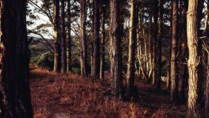 Preview wallpaper trees, forest, grass, sun rays