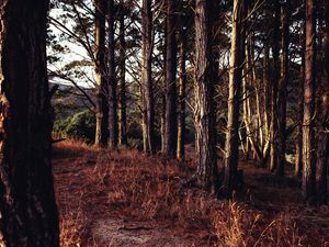 Preview wallpaper trees, forest, grass, sun rays