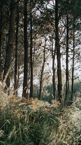 Preview wallpaper trees, forest, grass, sky