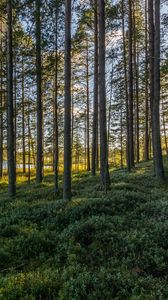 Preview wallpaper trees, forest, grass, sky, pond